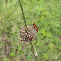 Leonotis nepetifolia (L.) R.Br.